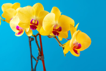 Fototapeta na wymiar Close up photo of yellow blooming orchid branch