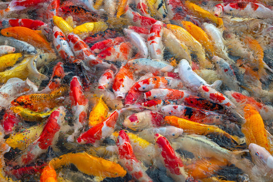 Colorful Patterns Of Crayfish Swimming In The Pond.