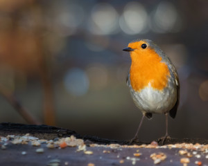 European Robin eating birdseed on a tree log in the dark forest