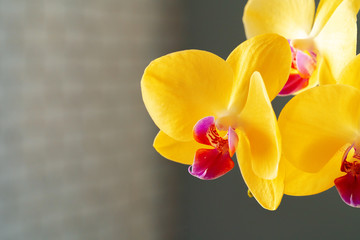 Close up of yellow flowers of Orchid on blurred background