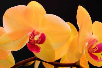 Still life with beautiful orchid flowers on black background close up