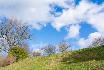 Obraz premium Landscape with a tree on a lawn in wintertime 