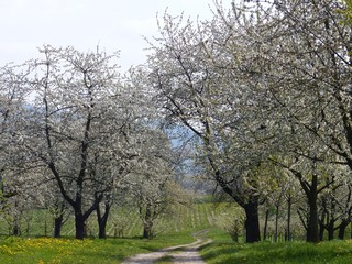 Kirschbaumblüte im Gegenlicht