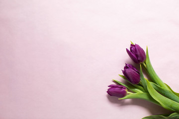 Flat lay  Purple spring tulips on a pink background. Spring concept