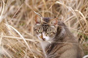 草むらの中の猫