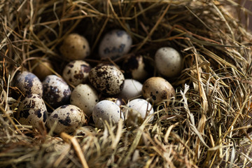 Naklejka na ściany i meble Bird's nest with quail eggs. Easter concept