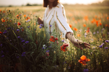 Woman in rustic dress gathering  poppy and wildflowers in sunset light, walking in summer meadow. Atmospheric authentic moment. Copy space. Hand picking up flowers in countryside. Rural slow life