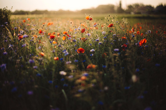 Poppy and cornflowers in sunset light in summer meadow. Atmospheric beautiful moment. Copy space. Wildflowers in warm light, flowers in countryside. Rural simple life
