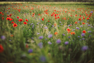 Poppy and cornflowers in evening light in summer meadow. Atmospheric beautiful moment. Wildflowers in warm light, flowers in countryside. Rural simple life. Copy space.