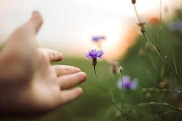 Cornflowers and hand in sunset light in summer meadow, selective focus. Gathering Wildflowers centaurea close up in warm light, summer in countryside. Save environment - obrazy, fototapety, plakaty