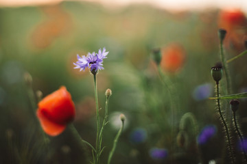 Fototapeta na wymiar Poppy and cornflowers in sunset light in summer meadow, selective focus. Atmospheric beautiful moment. Wildflowers in warm light, flowers close up in countryside. Rural simple life