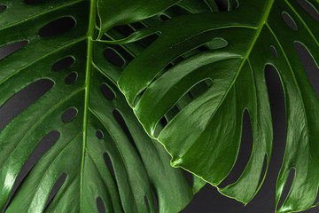 Close up of a monstera leaf on dark black background. Object