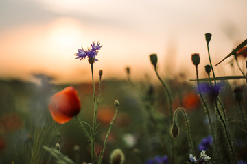 Poppy and cornflowers in sunset light in summer meadow, selective focus. Atmospheric beautiful...