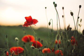 Obraz premium Poppy flowers and green grass in sunset light in summer meadow, selective focus. Atmospheric beautiful moment. Wildflowers close up in warm light, summer in countryside. Environment