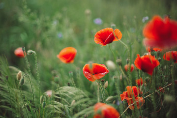 Poppy flowers and green grass in sunset light in summer meadow, selective focus. Atmospheric beautiful moment. Wildflowers close up  in warm light, summer in countryside. Environment