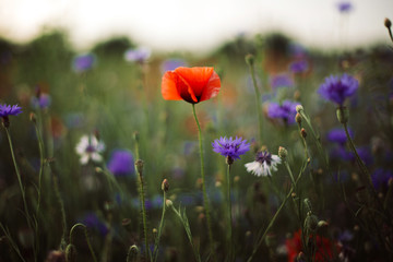 Poppy and cornflowers in sunset light in summer meadow, selective focus. Atmospheric beautiful...