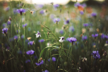 Cornflowers and green grass in sunset light in summer meadow, selective focus. Atmospheric beautiful moment. Wildflowers centaurea close up in warm light, summer in countryside. Environment - obrazy, fototapety, plakaty