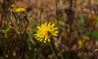 abeja en flor