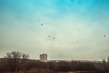 Birds against a blue autumn sky on the background of the city.