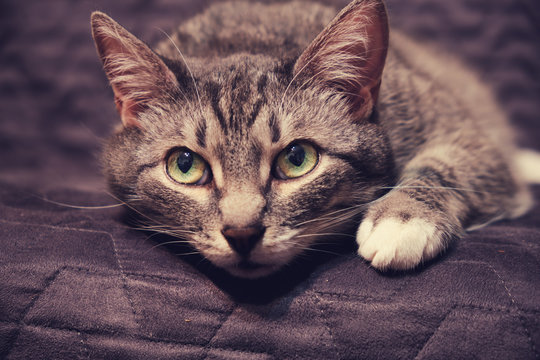 Sad pensive cat wistfully looks big green eyes, sick pet