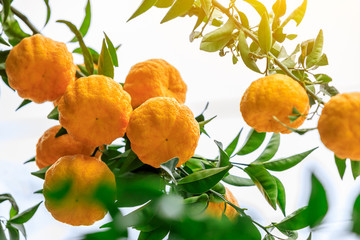 Delicious ripe oranges in the plantation in autumn