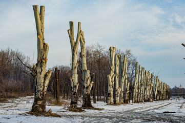 Destruction of the park zone in an urban environment in the city of Kryvyi Rih, Ukraine.