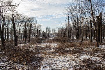 Destruction of the park zone in an urban environment in the city of Kryvyi Rih, Ukraine.