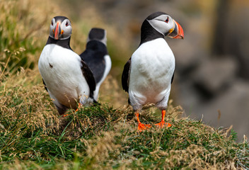 Fototapeta na wymiar The Atlantic puffin, also known as the common puffin