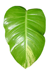 Devil's ivy, Golden pothos, Epipremnum aureum isolated on white background with clipping path.