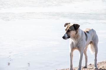 Fototapeta na wymiar Dog on the sea, an old dog is resting on the beach, place for text.