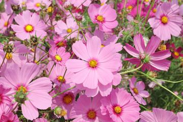 Close up of big beautiful pink cosmos flowers blooming in the field.