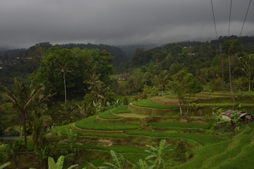 Bali Pole ryżowe - Burza