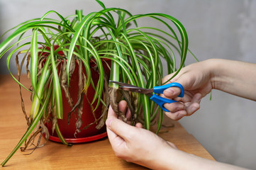 Hands cutting off withered leaf tips with scissors. Shriveled plant, flower Chlorophytum. Renewal...