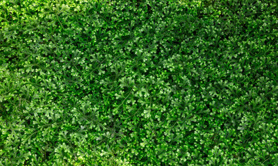 Tropical fern leaves, jungle leaves green pattern background.