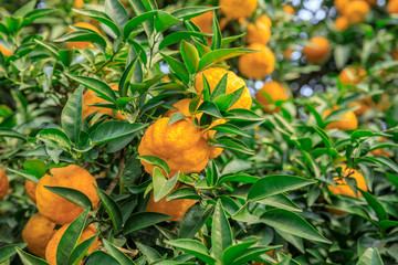Delicious oranges in autumn orchard