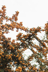 Autumn fall concept. Branches with orange berries agains white sky.