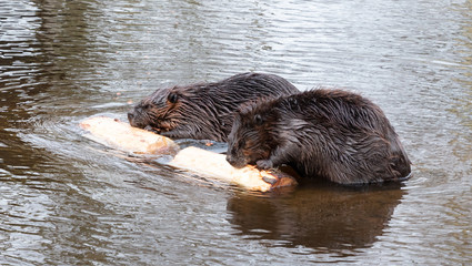 Portrait of a big beavers