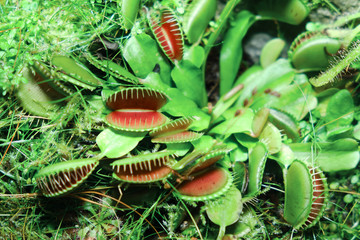 The Venus flytrap (Dionaea muscipula) is a carnivorous plant native to subtropical wetlands on the East Coast of the United States in North Carolina and South Carolina. © Андрей Журавлев
