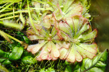 Drosera aliciae, the Alice sundew, is a carnivorous plant in the family Droseraceae. It is native to the Cape Provinces of South Africa