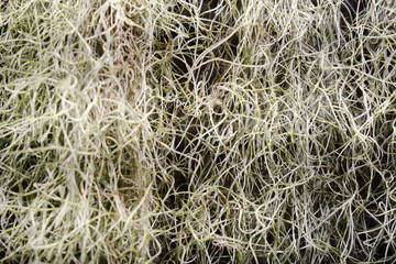 Tillandsia usneevidnaya, or Spanish moss, or Louisiana moss, or Spanish beard-a plant of the Bromeliad family. An aerophytic plant, rootless and clinging to the bark of trees with its thin
