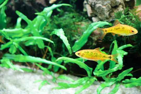 Schuberti Barbus (Barbus semifasciolatus) is a beautiful and yellow fish whose behavior is typical for barbuses