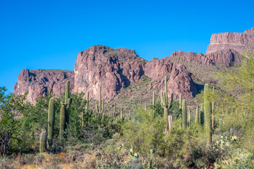 Plakat A long slender Saguaro Cactus in Apache Junction, Arizona