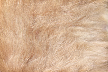 Soft cat fur light brown texture soft smooth patterns abstract closeup background