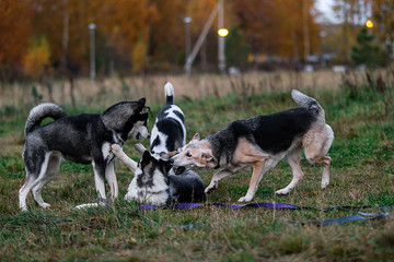 Angry mongrel dogs fighting in countryside at dusk