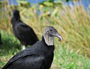 Geier in Everglades National Park, Florida