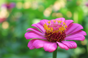 Fototapeta premium Pink petal zinnia violacea flowers or asteraceae with yellow pollen blooming in nature garden field blurred green tree background