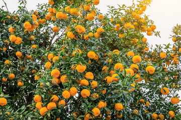 Delicious oranges in autumn orchard