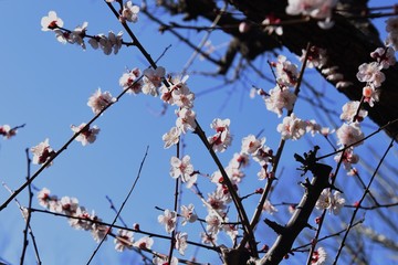 Ume bloosom (Japanese apricot bloosom) / Ume (Japanese aprocot) has long been popular in Japan because you can enjoy flowers, fragrances and fruits.