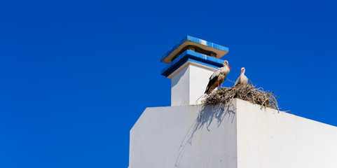 White storks in the nest, Comporta, Alentejo, Portugal