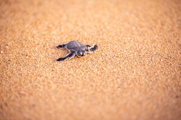 Baby green sea turtle hatchlings on the beach at sunset Okinawa Japan. Conservationists working to protect endangered animals.